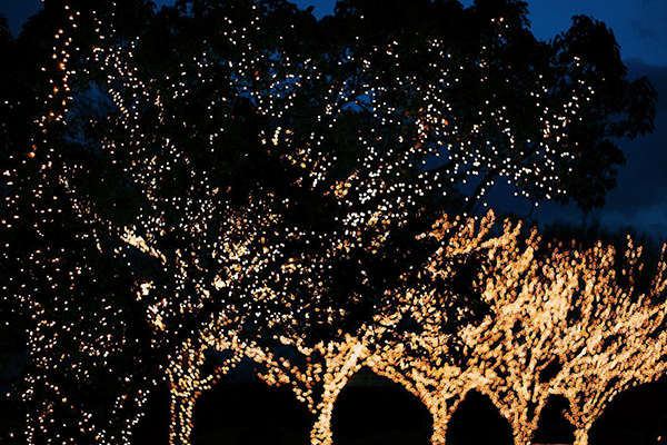 trees and lights
